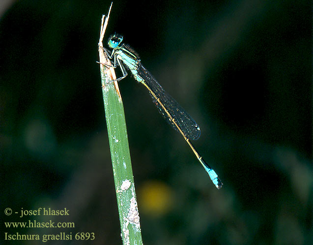 Ischnura graellsii Spanische Pechlibelle