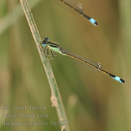 Ischnura graellsii Spanische Pechlibelle Iberian Bluetail damselfly Iberisch lantaarntje Agrion noir grêle