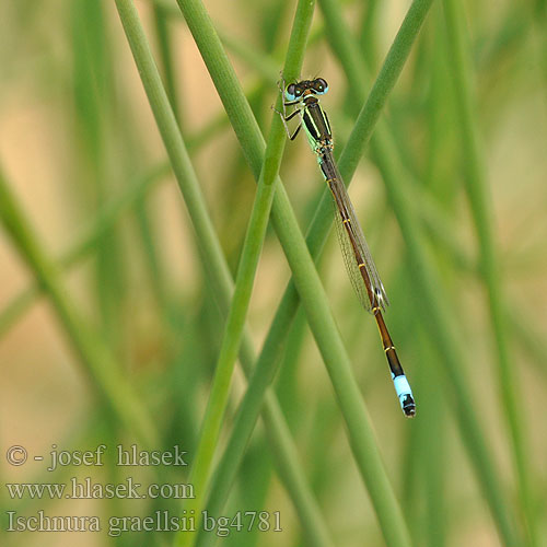 Spanische Pechlibelle Iberian Bluetail damselfly Iberisch lantaarntje Agrion noir grêle Ischnura graellsii