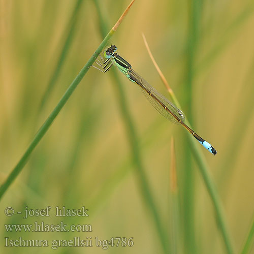 Iberian Bluetail damselfly Iberisch lantaarntje Agrion noir grêle Ischnura graellsii Spanische Pechlibelle