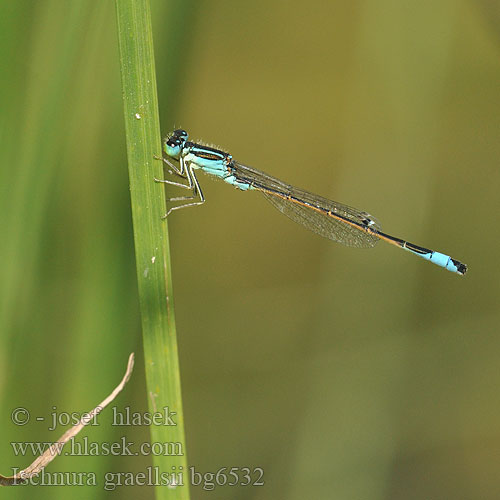 Iberisch lantaarntje Agrion noir grêle Ischnura graellsii Spanische Pechlibelle Iberian Bluetail damselfly