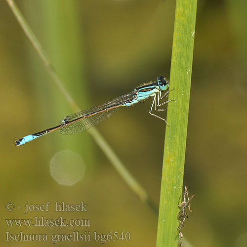 Agrion noir grêle Ischnura graellsii Spanische Pechlibelle Iberian Bluetail damselfly Iberisch lantaarntje