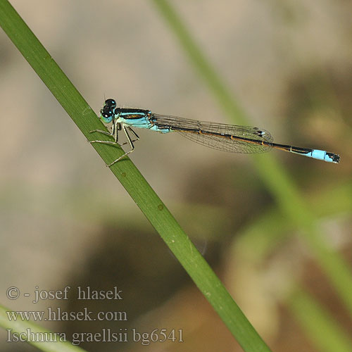 Ischnura graellsii Iberian Bluetail damselfly Iberisch lantaarntje Spanische Pechlibelle Agrion noir grêle