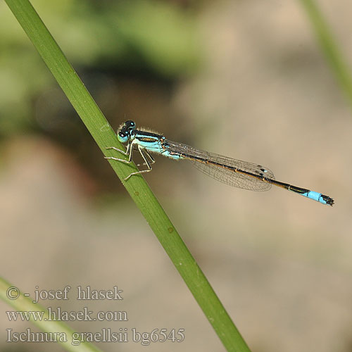 Ischnura graellsi Iberian Bluetail damselfly Iberisch lantaarntje Spanische Pechlibelle Agrion noir grêle