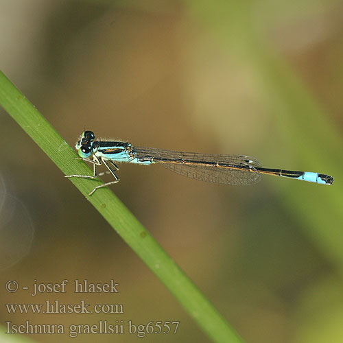 Ischnura graellsii Iberian Bluetail damselfly Iberisch lantaarntje Spanische Pechlibelle Agrion noir grêle