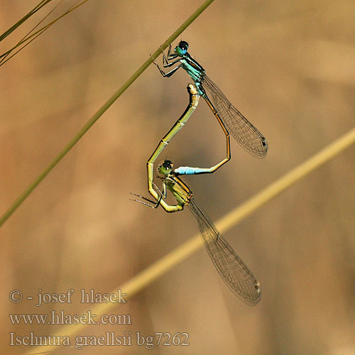 Iberian Bluetail damselfly Iberisch lantaarntje Spanische Pechlibelle Agrion noir grêle Ischnura graellsii