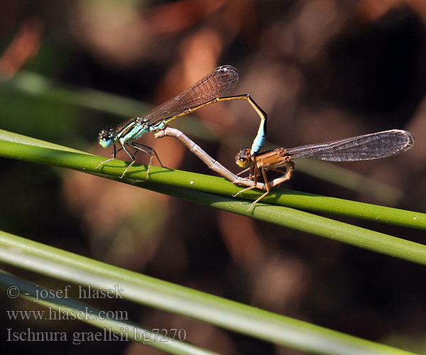 Ischnura graellsii bg7270