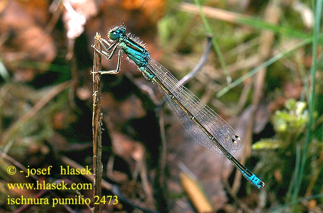 Ischnura pumilio Scarce blue-tailed damselfly Small Bluetail Lille Farvevandnymfe Keritytönkorento Agrion nain Tengere grasjuffer Agrion nano Kleine Pechlibella Tężnica mała Šidélko malé Mindre kustflickslända Тонкохвост маленький Тонкохвіст Bledi kresničar Apró légivadász