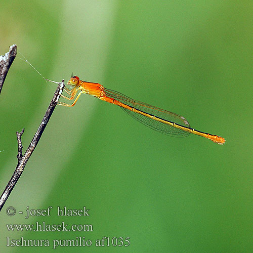 Ischnura pumilio Šidélko malé Mindre kustflickslända Тонкохвост маленький Тонкохвіст Bledi kresničar Apró légivadász Scarce blue-tailed damselfly Small Bluetail Lille Farvevandnymfe Keritytönkorento Tengere grasjuffer Agrion nain nano Kleine Pechlibella Tężnica mała