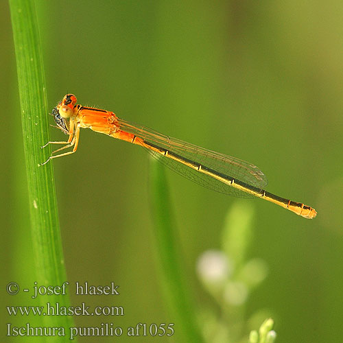 Ischnura pumilio Тонкохвост маленький Тонкохвіст Bledi kresničar Apró légivadász Scarce blue-tailed damselfly Small Bluetail Lille Farvevandnymfe Keritytönkorento Tengere grasjuffer Agrion nain nano Kleine Pechlibella Tężnica mała Šidélko malé Mindre kustflickslända