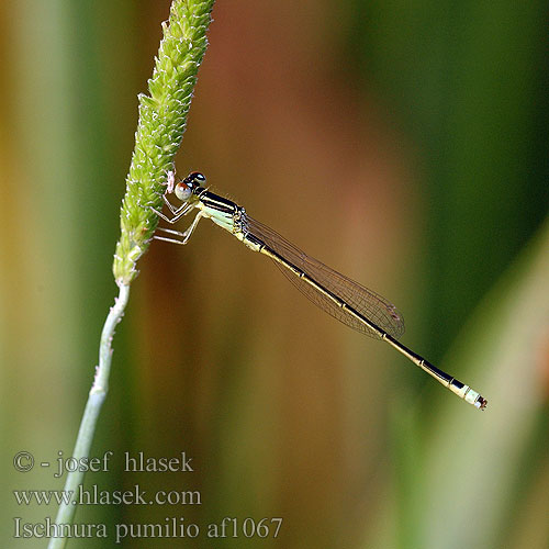 Ischnura pumilio Bledi kresničar Apró légivadász Scarce blue-tailed damselfly Small Bluetail Lille Farvevandnymfe Keritytönkorento Tengere grasjuffer Agrion nain nano Kleine Pechlibella Tężnica mała Šidélko malé Mindre kustflickslända Тонкохвост маленький Тонкохвіст