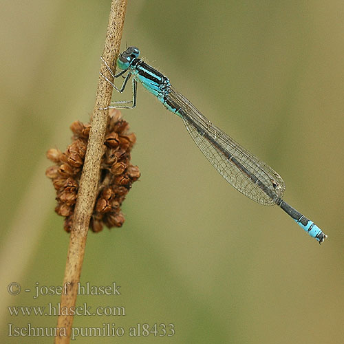 Scarce blue-tailed damselfly Small Bluetail Lille Farvevandnymfe Keritytönkorento Agrion nain Tengere grasjuffer Agrion nano Kleine Pechlibella Tężnica mała Šidélko malé Mindre kustflickslända Тонкохвост маленький Тонкохвіст Bledi kresničar Apró légivadász Ischnura pumilio