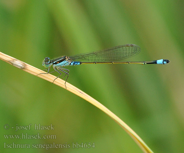 Ischnura senegalensis Senegal bluetail Hemelstertjie Ишнура африканская Тонкохвост сенегальский Златна сенегалска стрелка