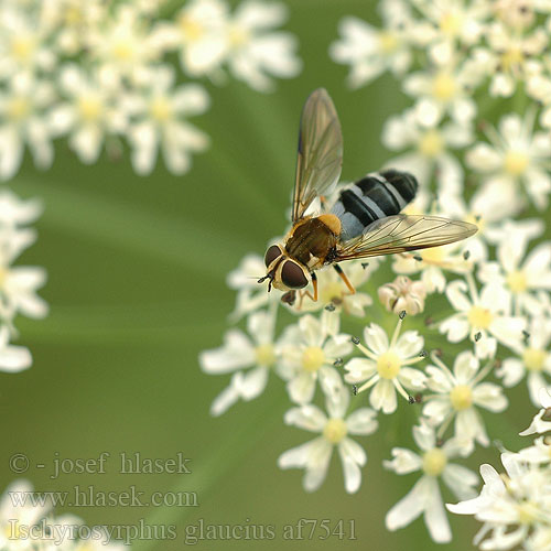 Ischyrosyrphus glaucius Leucozona glaucia Syrphus Pestřenka horská Blåplettet svirreflue オオヨコモンヒラタアブ Blaue Breitbandschwebfliege Сирф сероголубой