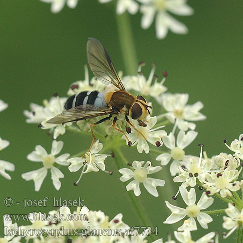 Pestřenka horská Blåplettet svirreflue オオヨコモンヒラタアブ Blaue Breitbandschwebfliege Сирф сероголубой Ischyrosyrphus glaucius Leucozona glaucia Syrphus