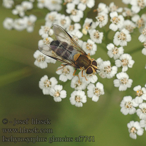 Blaue Breitbandschwebfliege Сирф сероголубой Ischyrosyrphus glaucius Leucozona glaucia Syrphus Pestřenka horská Blåplettet svirreflue オオヨコモンヒラタアブ