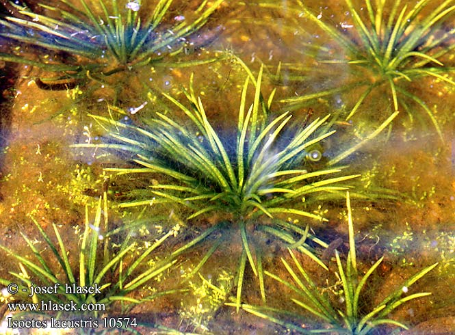 Isoetes lacustris Isoëtes Lake quillwort Sortgron brasenfode Tummalahnanruoho