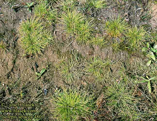 Isolepis setacea Bristle club-rush Borste-kogleaks Borstelbies