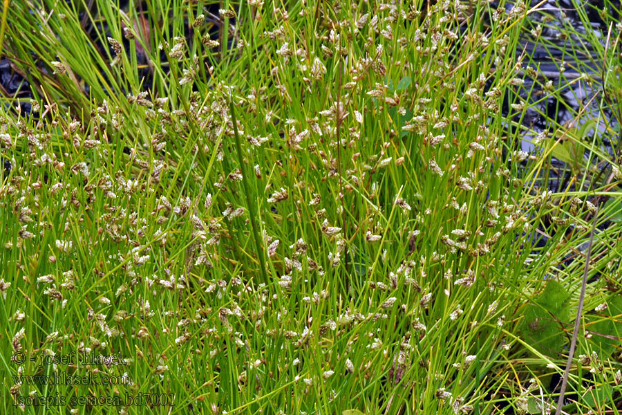 Børste-kogleaks Isolépis sétacé Isolepis setacea