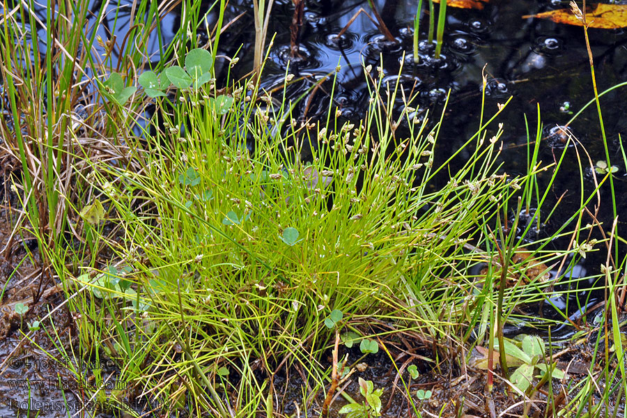 Borstelbies Lisca setacea Moorried Isolepis setacea