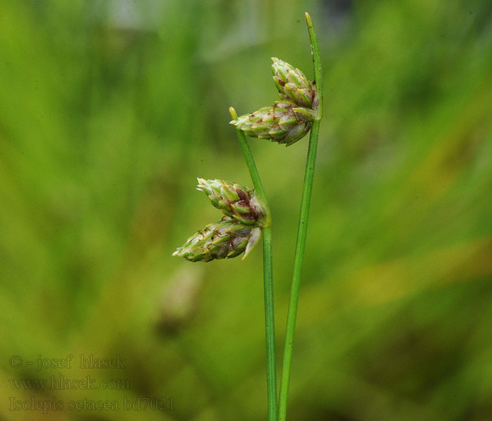 Sitniczka szczecinowata Škripík štetinatý Isolepis setacea