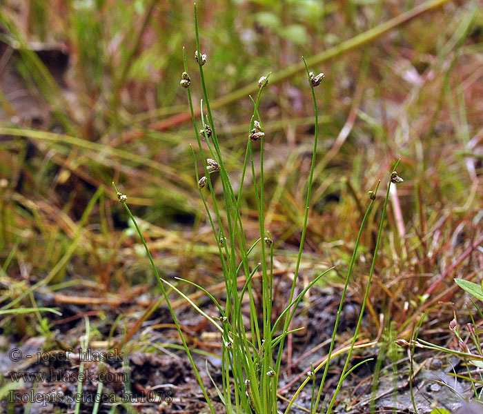 Bezosetka štětinovitá Borstsäv Scirpus setaceus Isolepis setacea