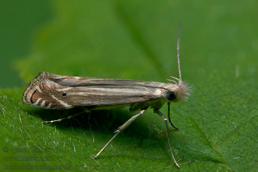 Isophrictis anthemidella