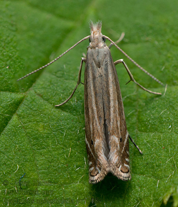 Prästkragekorgmal Isophrictis anthemidella