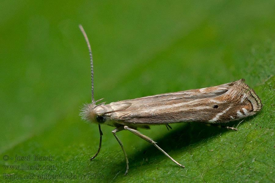 Psota rumanová Scherpe streepbandmot Isophrictis anthemidella