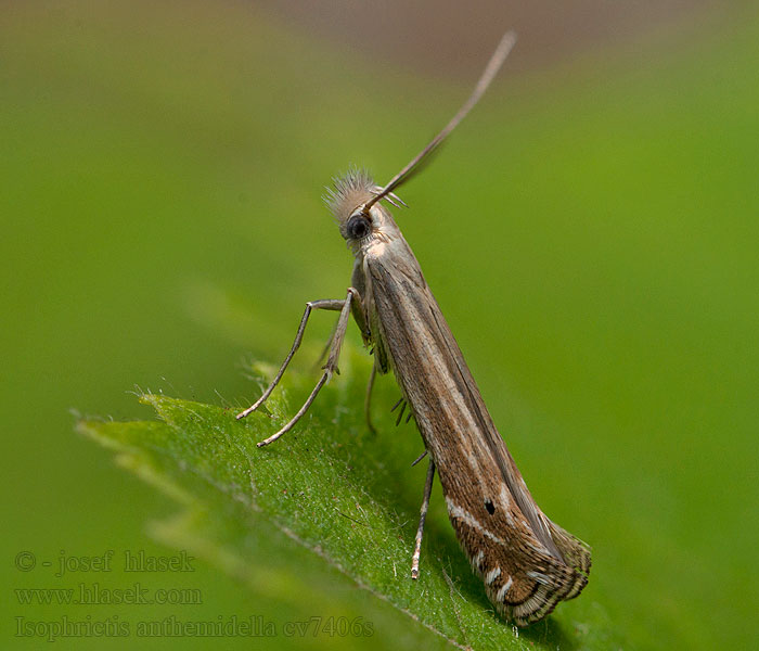 Isophrictis anthemidella Scherpe streepbandmot Prästkragekorgmal