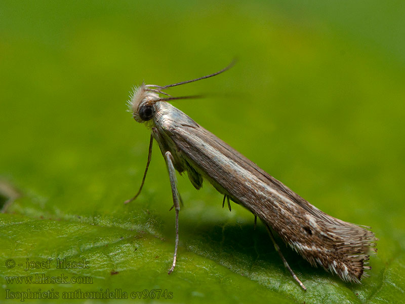 Isophrictis anthemidella Psota rumanová