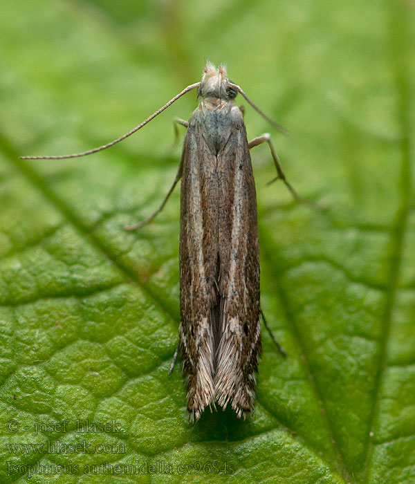 Isophrictis anthemidella Psota rumanová Scherpe streepbandmot Prästkragekorgmal