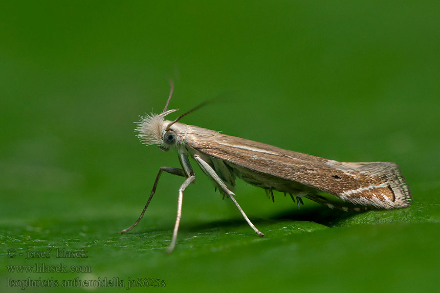 Isophrictis anthemidella Psota rumanová Scherpe streepbandmot