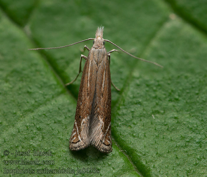 Isophrictis anthemidella Prästkragekorgmal