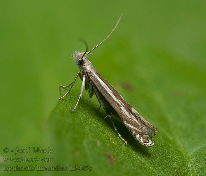 Isophrictis lineatellus