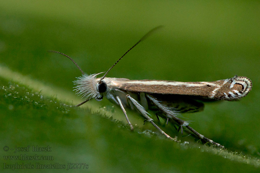 Isophrictis lineatellus