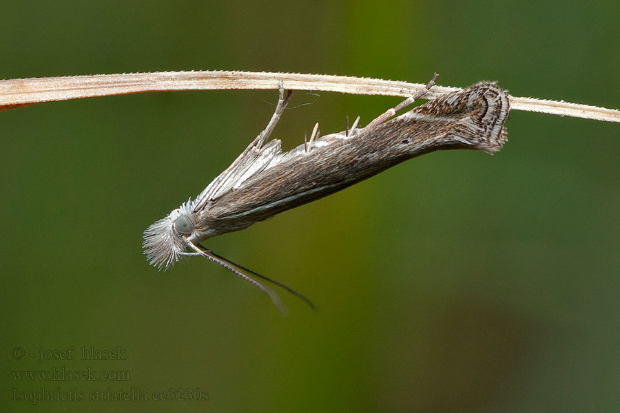 Isophrictis striatella White-border Neb Psota prúžkovaná