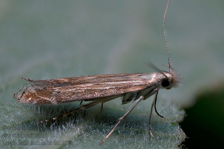 White-border Neb Isophrictis striatella