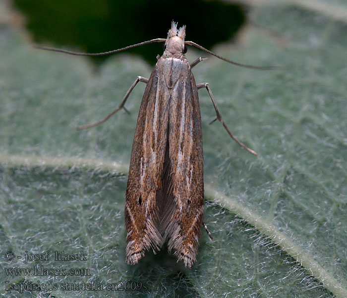 Psota prúžkovaná Isophrictis striatella