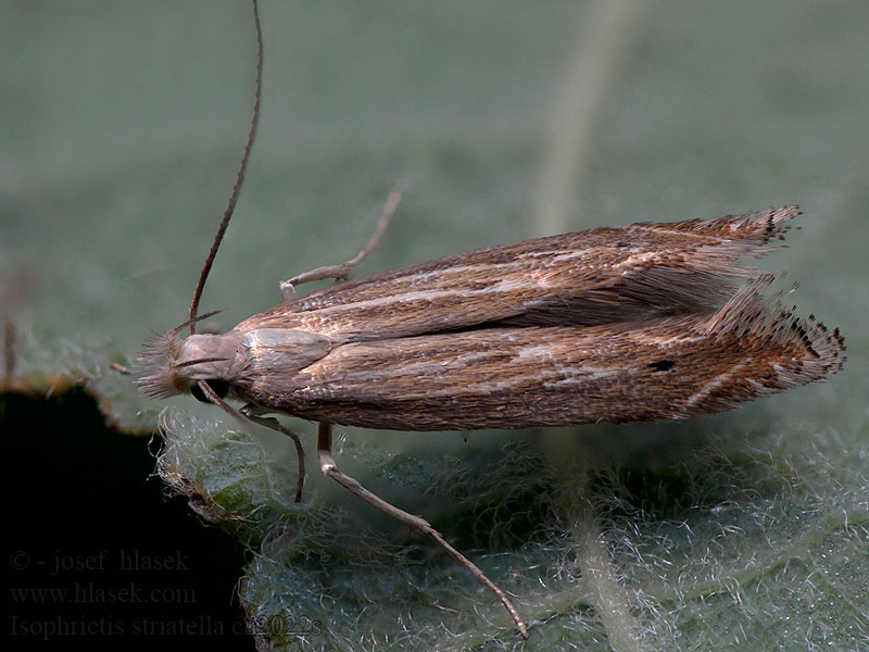 Streepbandmot Isophrictis striatella