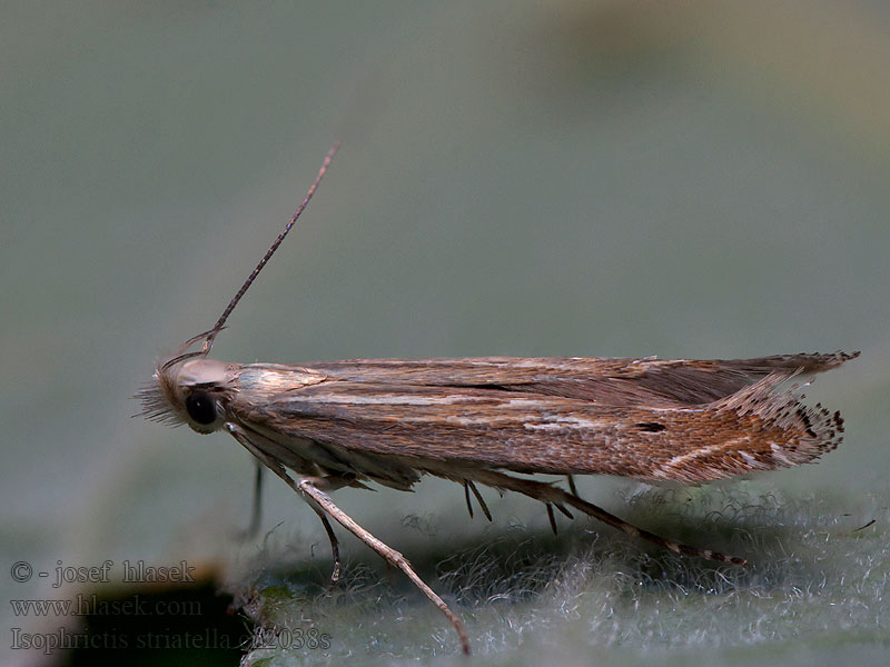 Pietaryrttikoi Isophrictis striatella