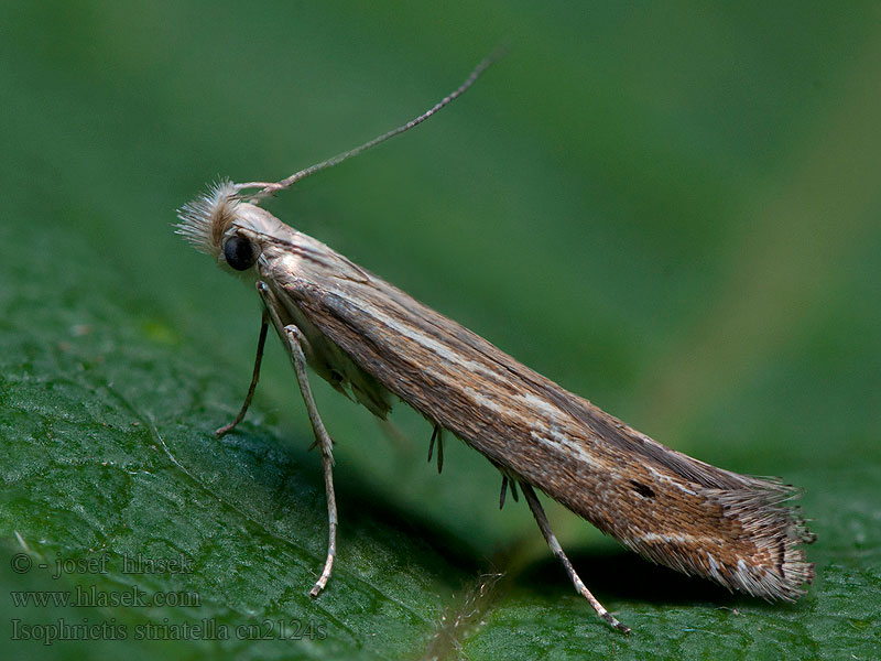 Renfanekorgmal Isophrictis striatella