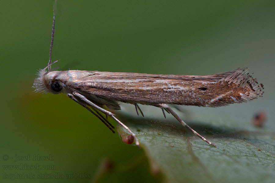 Isophrictis striatella