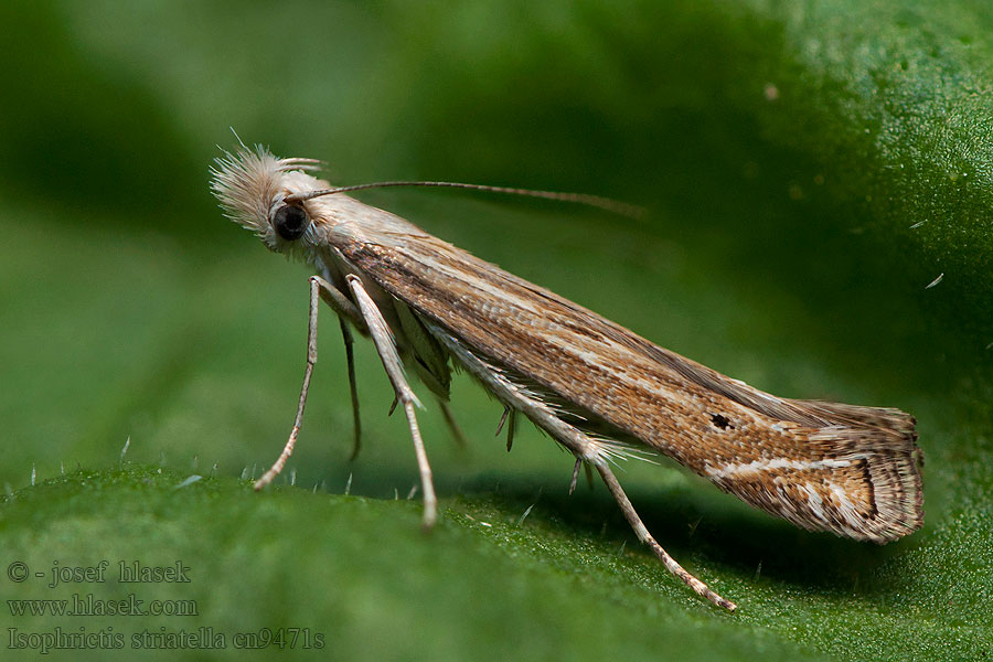 Isophrictis striatella White-border Neb