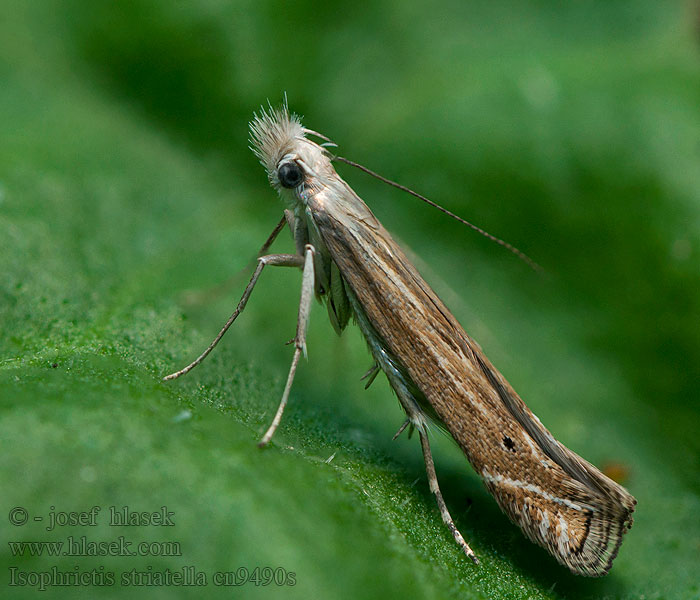 Isophrictis striatella Psota prúžkovaná