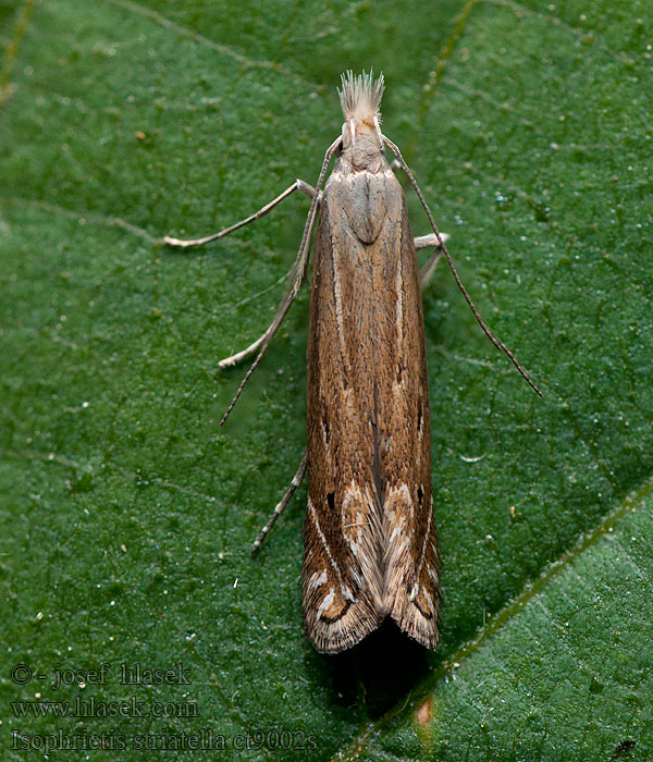 Isophrictis striatella