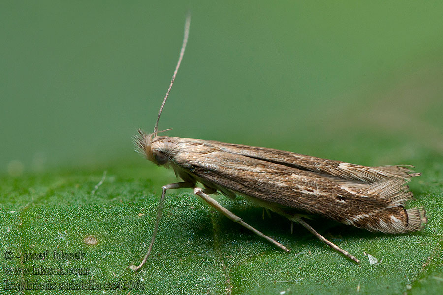 White-border Neb Isophrictis striatella