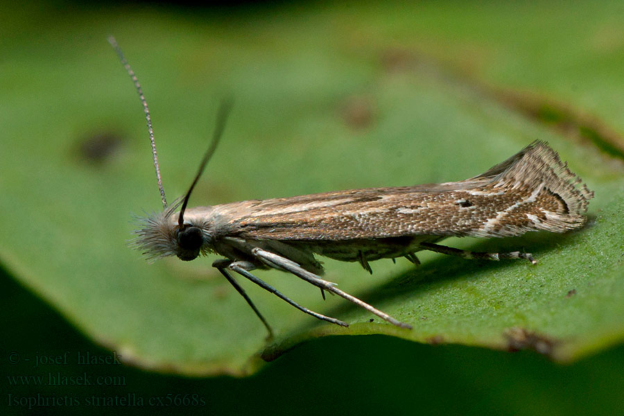 Psota prúžkovaná Isophrictis striatella