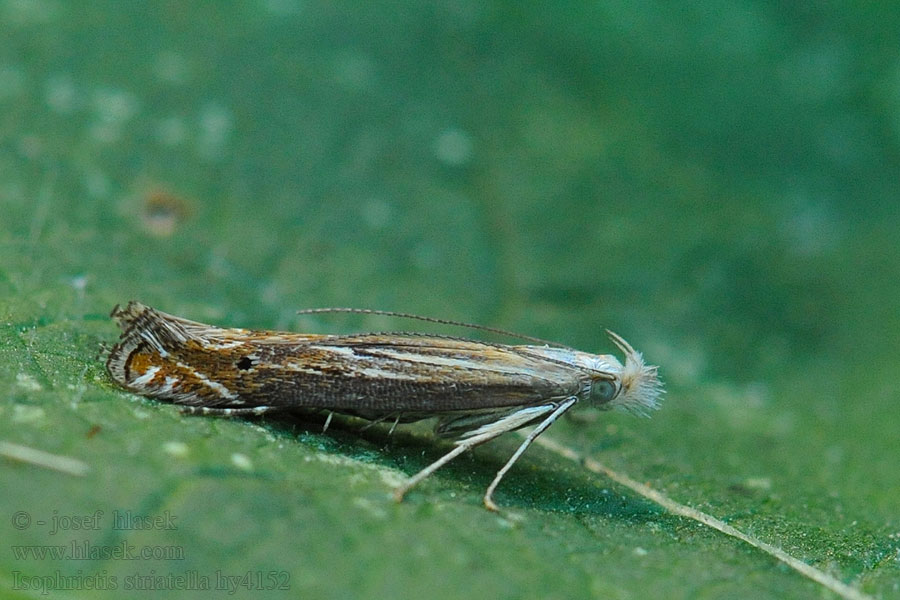 Psota prúžkovaná Isophrictis striatella