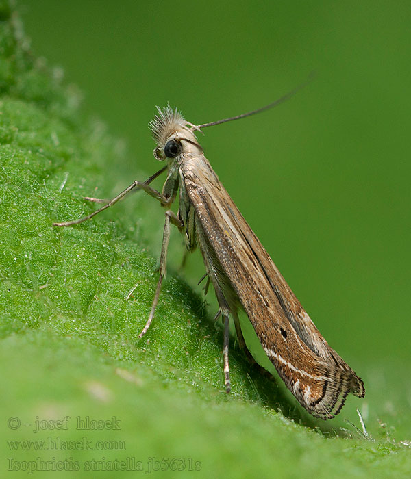 Streepbandmot Isophrictis striatella